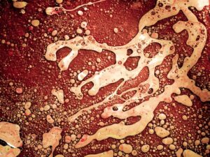 From Bats to Humans Tracing the Origins of Novel Viral Infections
