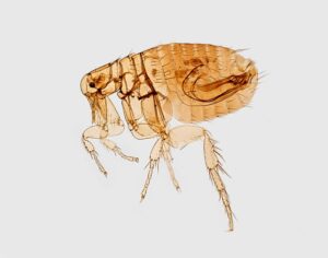 How Misinformation Online Fuels the Spread of Infectious Diseases and Fear