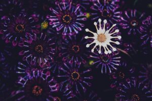 The Role of Wildlife in Sustaining and Spreading Infectious Pathogens Globally